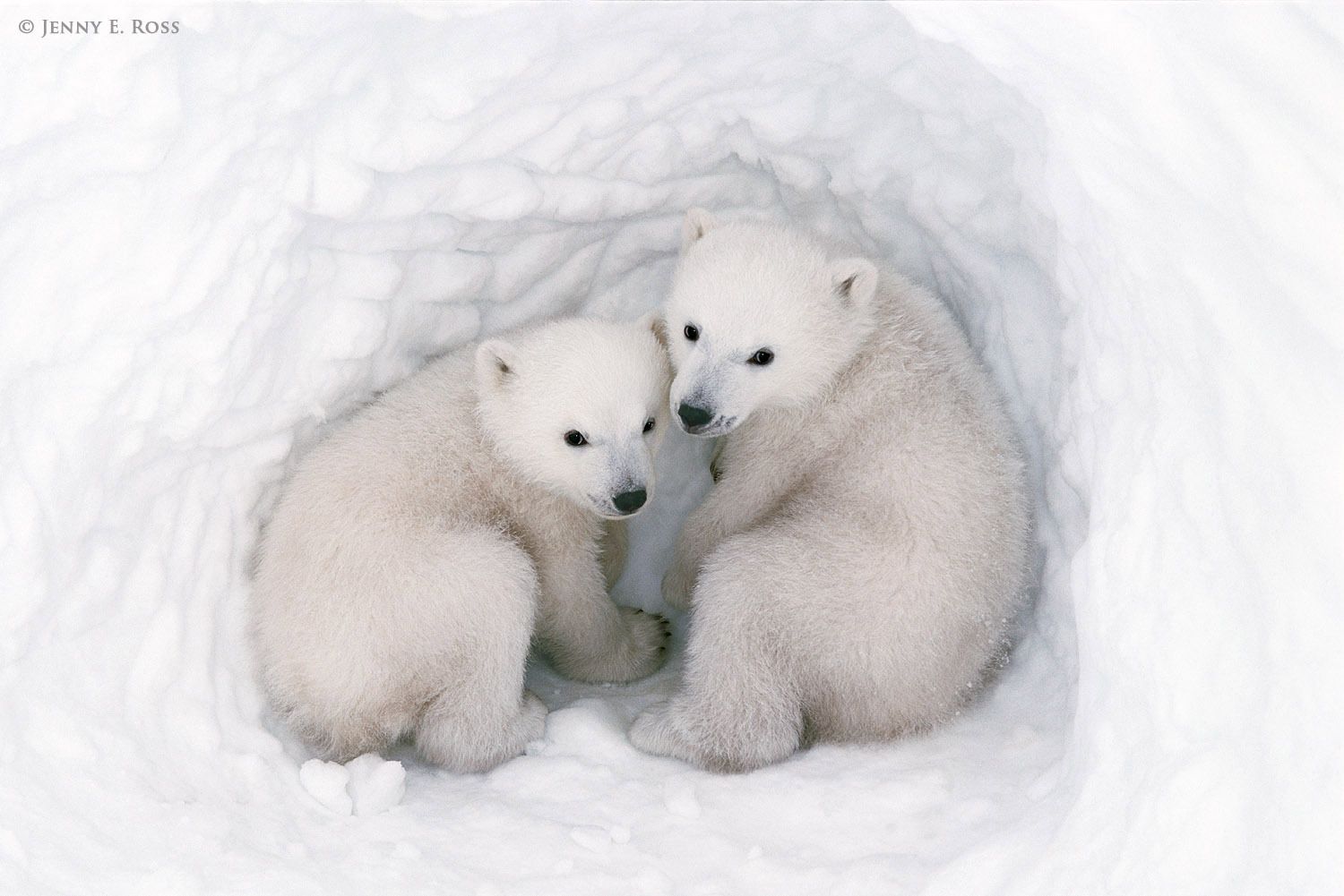 Twin polar bear cubs, about three months old, inside a snow den.
