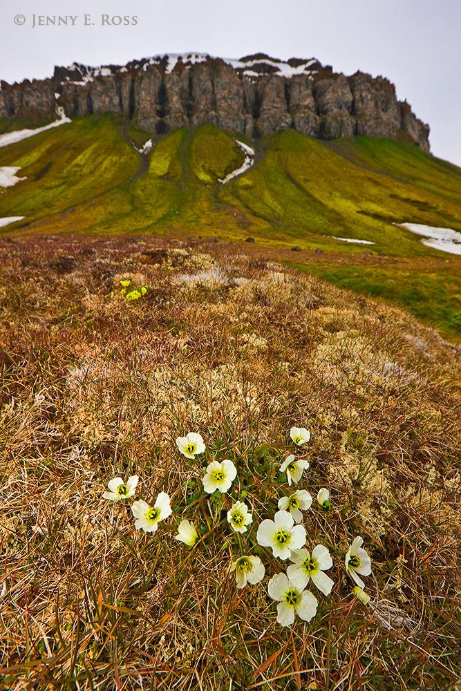 Arctic Poppies, Cape Flora, Northbrook Island, Franz Josef Land, Russia