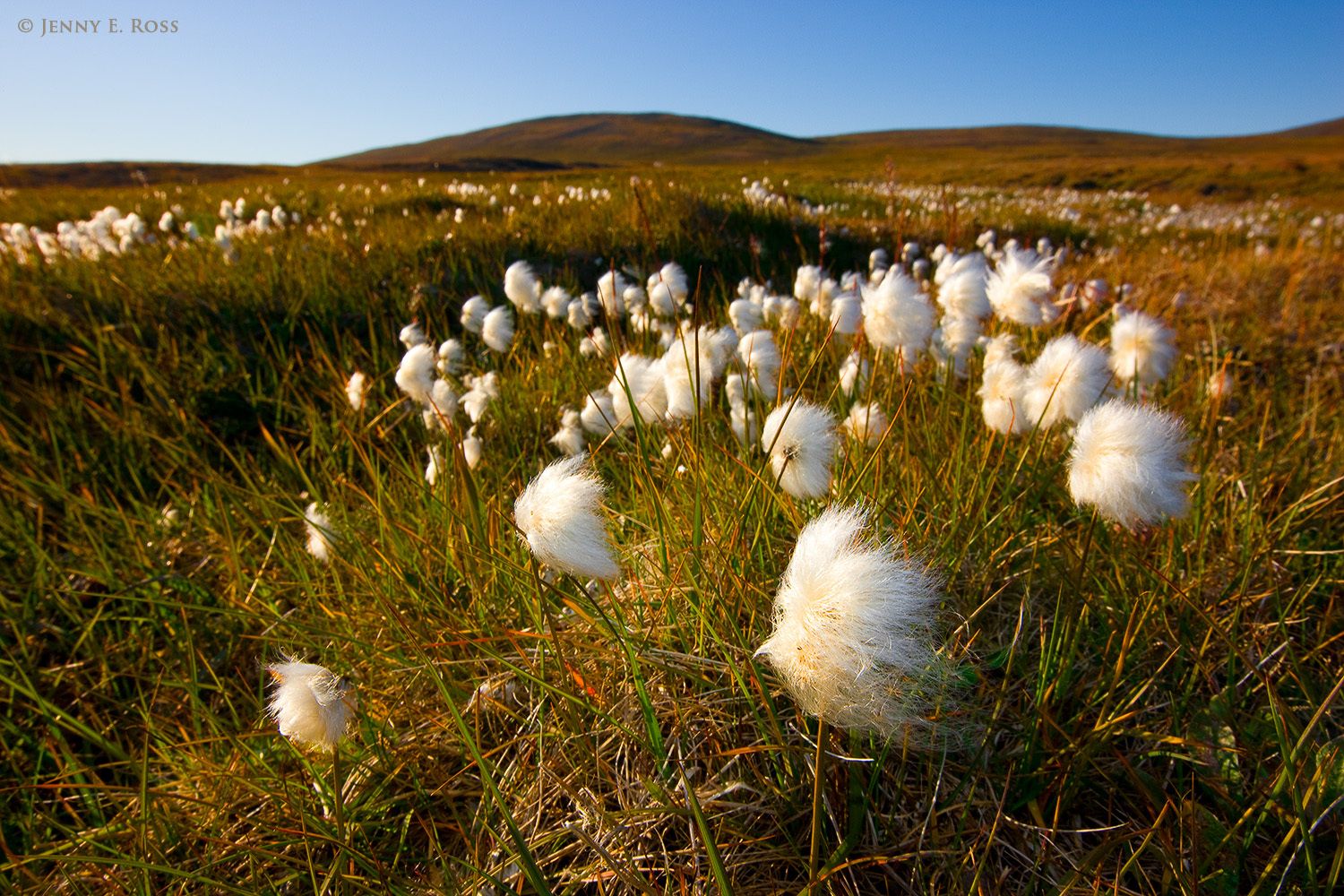 Arctic Cottongrass on tundra, Wrangel Island, Russia.