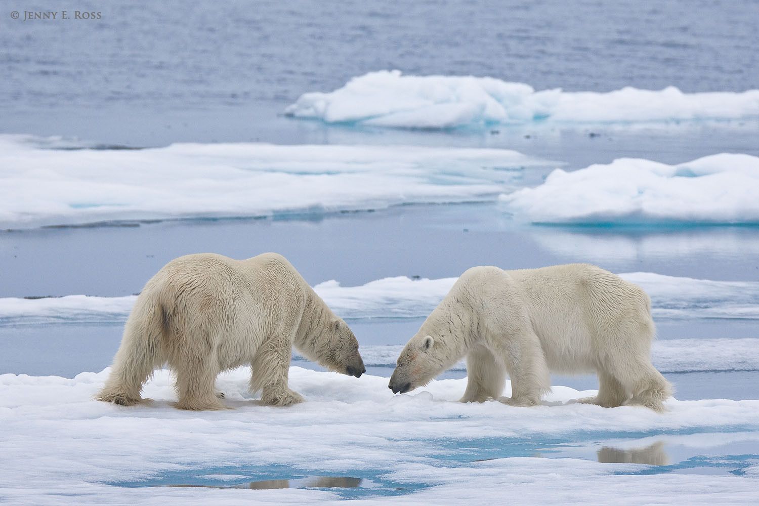 Two large, mature adult male polar bears (Ursus maritimus) confront one another warily on melting summer sea ice.