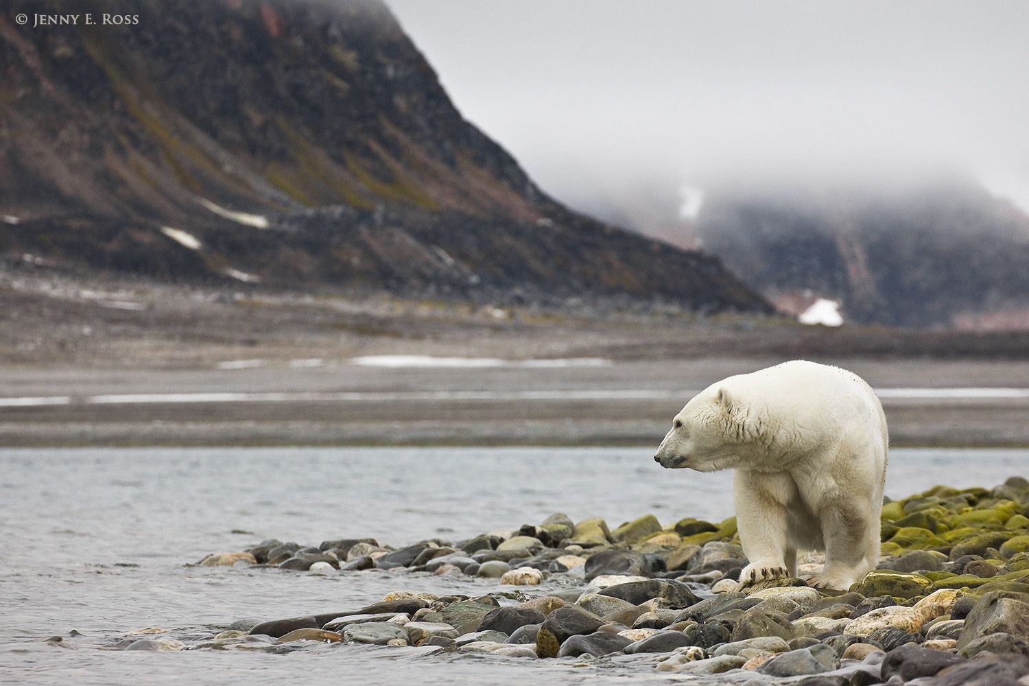 An adult female polar bear stranded ashore on Phippsoya in Norway's Svalbard Archipelago due to lack of sea ice.