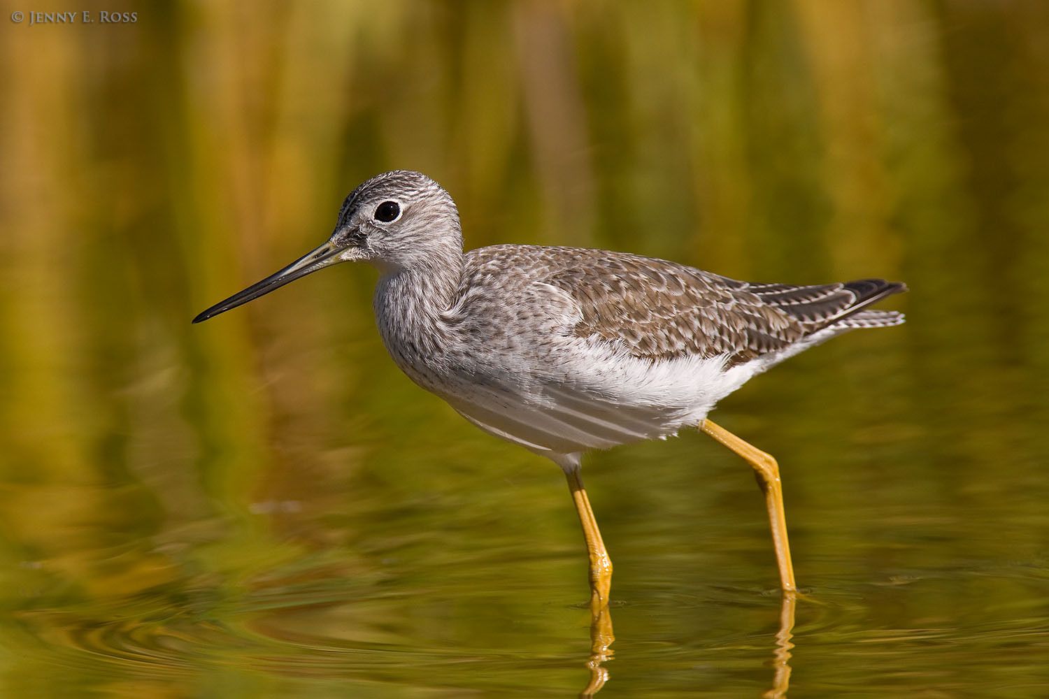 An adult Greater Yellowlegs (Tringa melanoleuca) foraging in a marsh. This shorebird species breeds in sub-Arctic regions of Alaska and Canada.