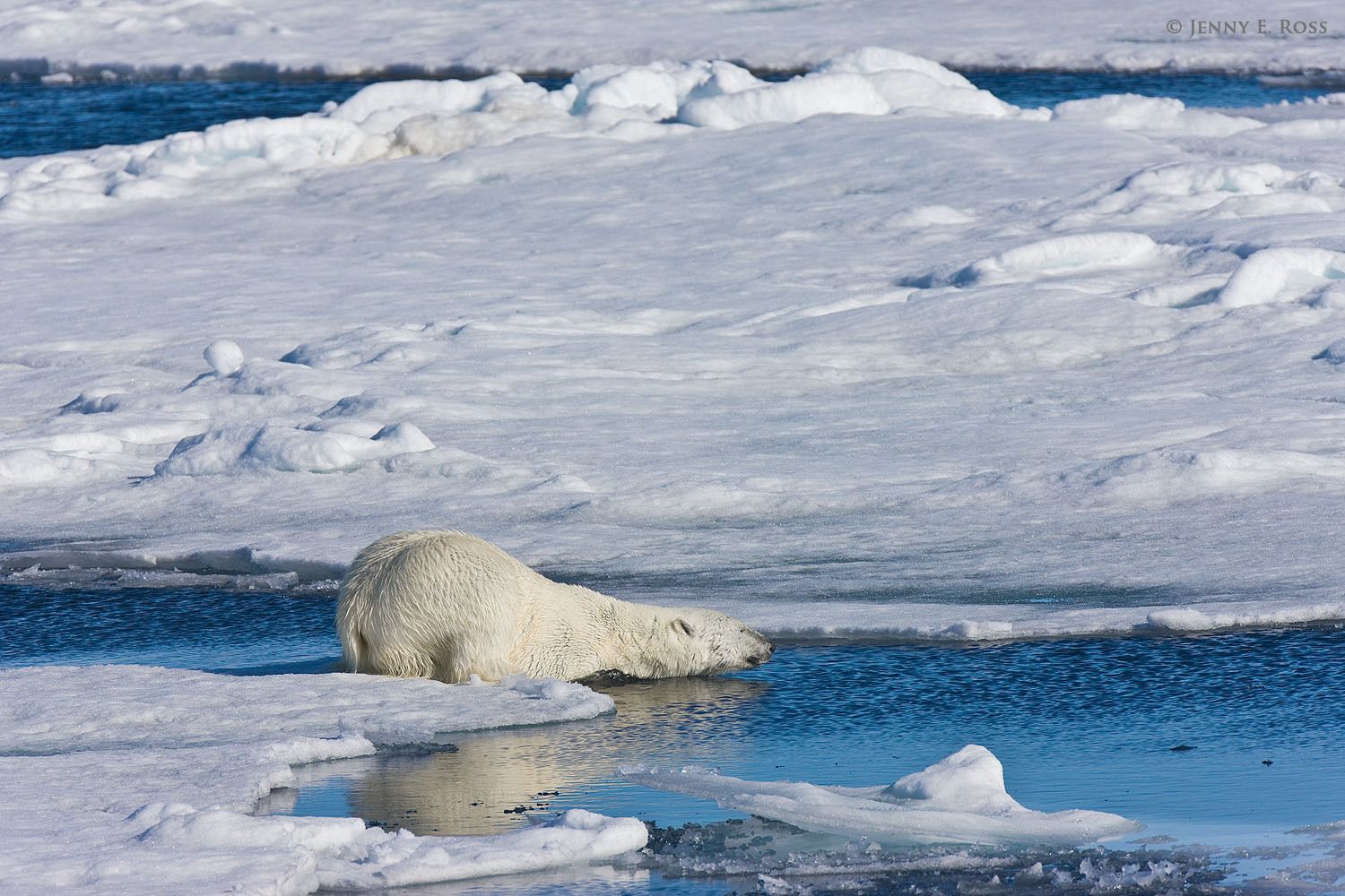 While stalking a basking seal on the sea ice, an adult male polar bear (Ursus maritimus) keeps a low profile as he attempts to approach his quarry.