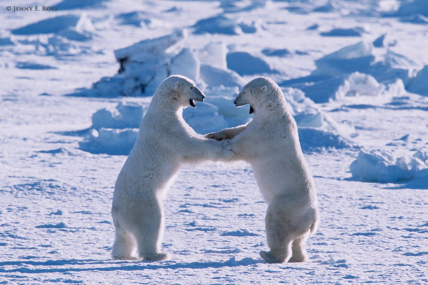 Adult male polar bears (Ursus maritimus) interacting playfully on sea ice.