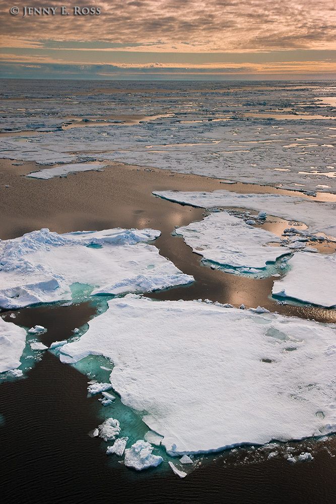 Arctic Sea Ice 1 - Life On Thin Ice