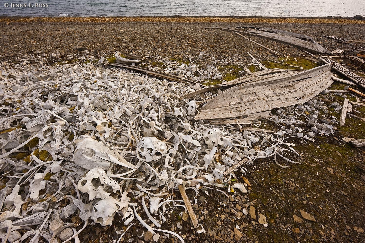 The disintegrating remains of small whaling boats and a large pile of Beluga Whale bones (Delphinapterus leucas) on the beach at Ahlstrandodden in Bellsund, on the island of Spitsbergen in the Svalbard Archipelago, Norway.