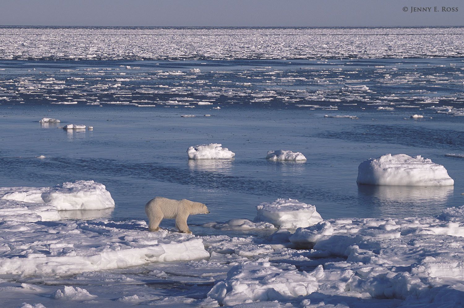 Polar bear (Ursus maritimus) hunting on sea ice next to an open lead.