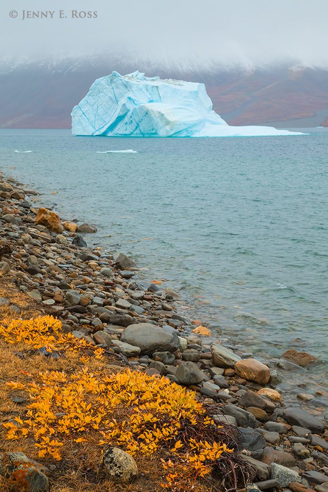 Iceberg and autumn tundra in the rain on the coast of Paradisdalen, Kejser Franz Josef Fjord, Northeast Greenland National Park, Greenland.