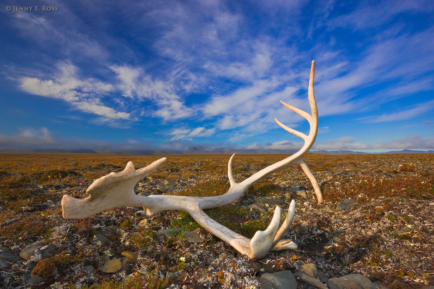 Reindeer antler on Arctic Tundra, Wrangel Island, Russia