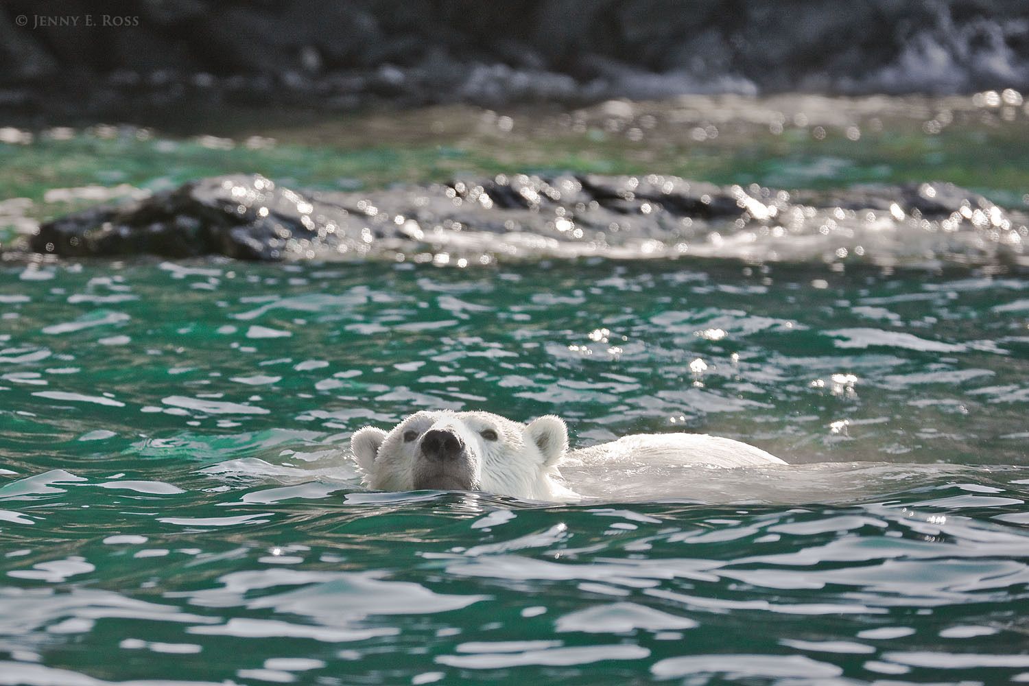 An adult male polar bear swims along the base of a shoreline cliff on Wrangel Island in the Russian High Arctic during the ice-free season.