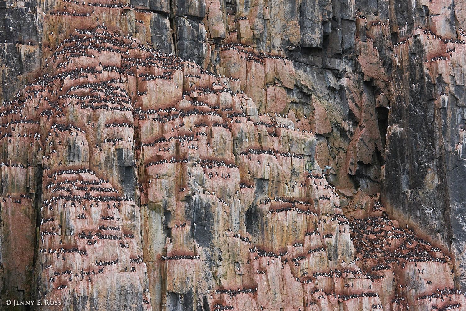 Nesting Brunich’s Guillemots (Uria lomvia) at Alkefjellet, the "guillemot cliffs," in Hinlopenstretet (Hinlopen Strait), within the Svalbard Archipelago, Norway.