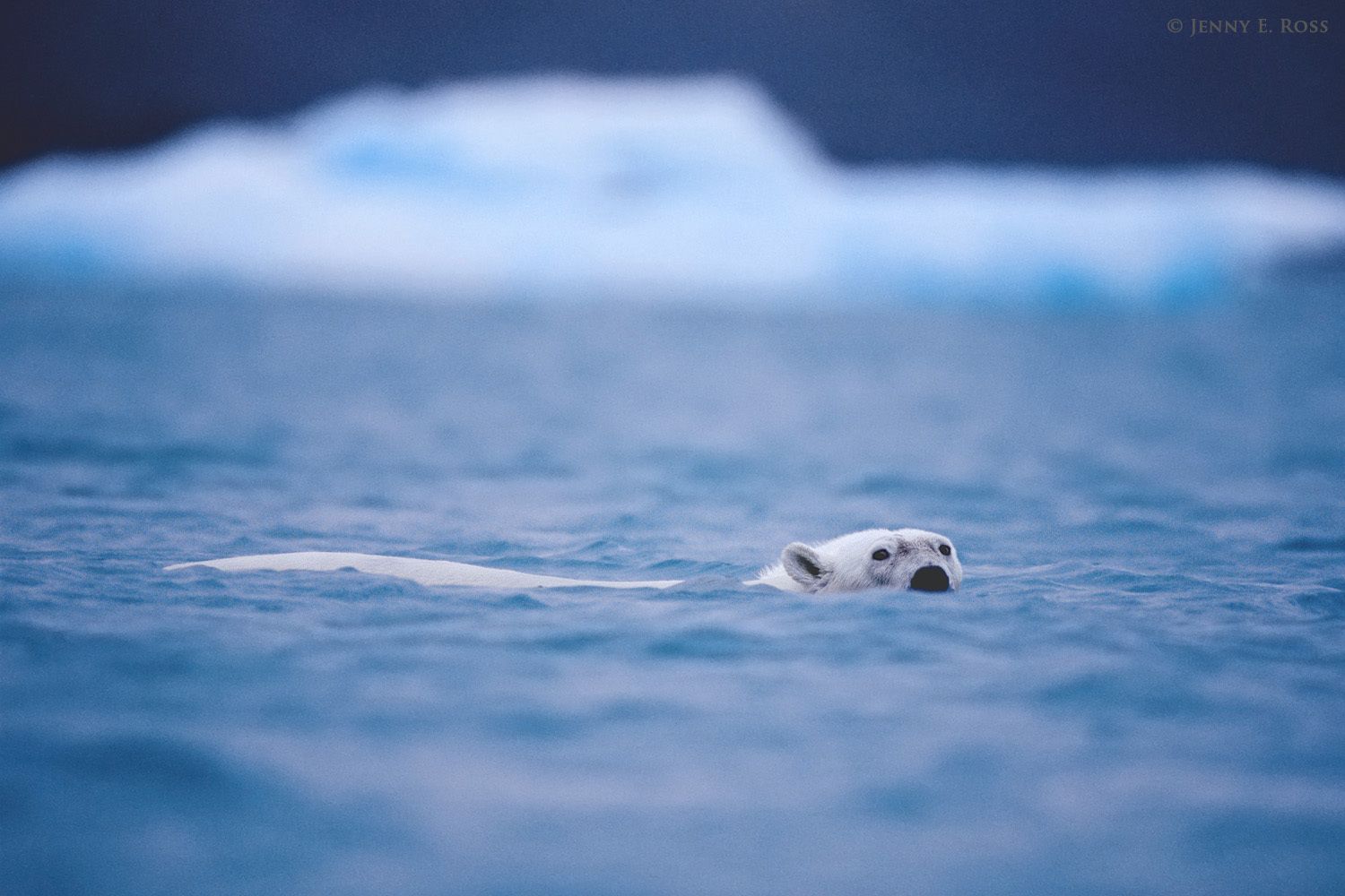 An adult polar bear (Ursus maritimus) swims stealthily among floes of ice in the Arctic Ocean north of the Svalbard Archipelago, Norway.