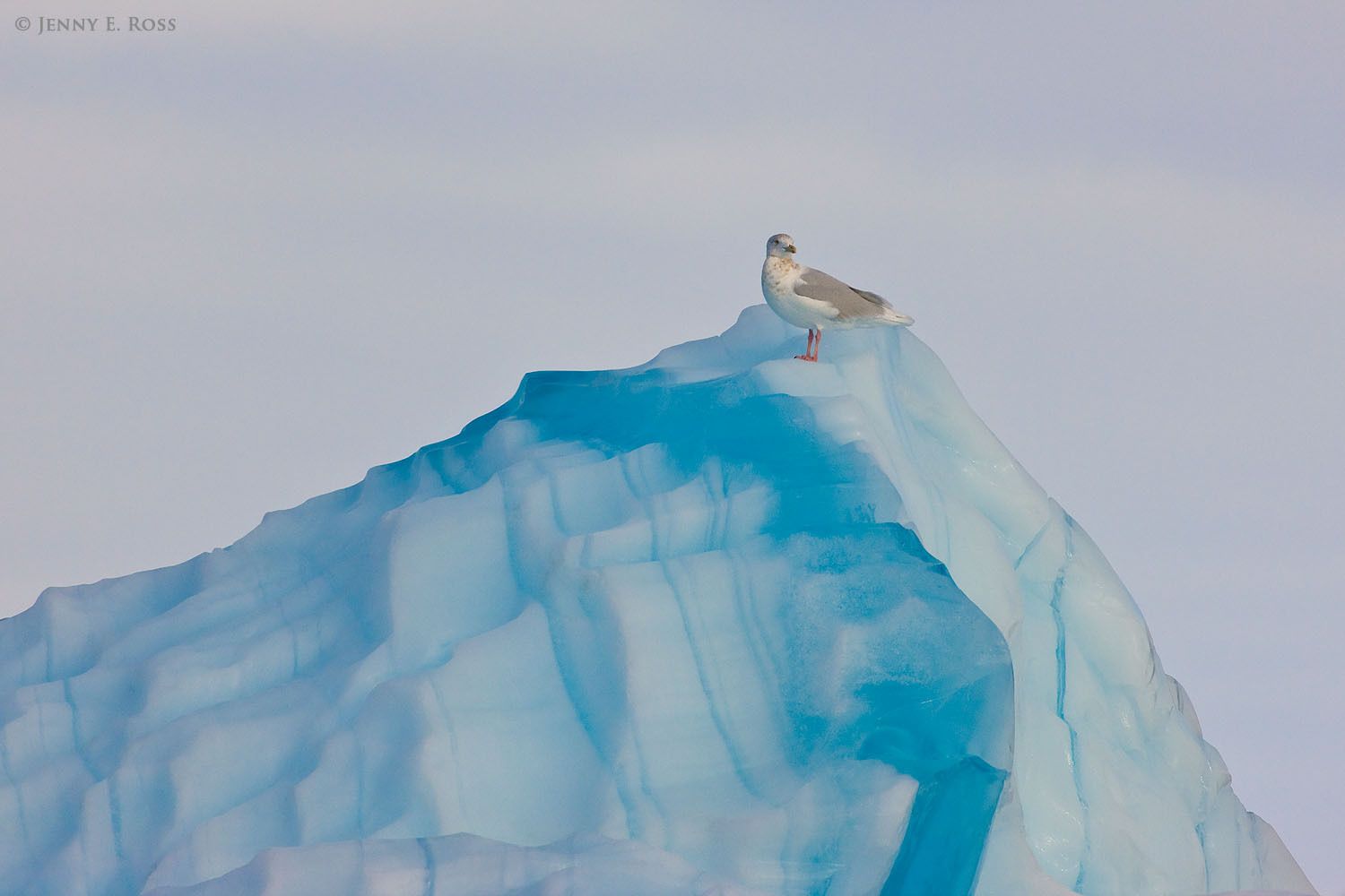 Adult Iceland Gull (Larus glaucoides) atop an iceberg near Eqip Sermia Glacier, West Greenland.