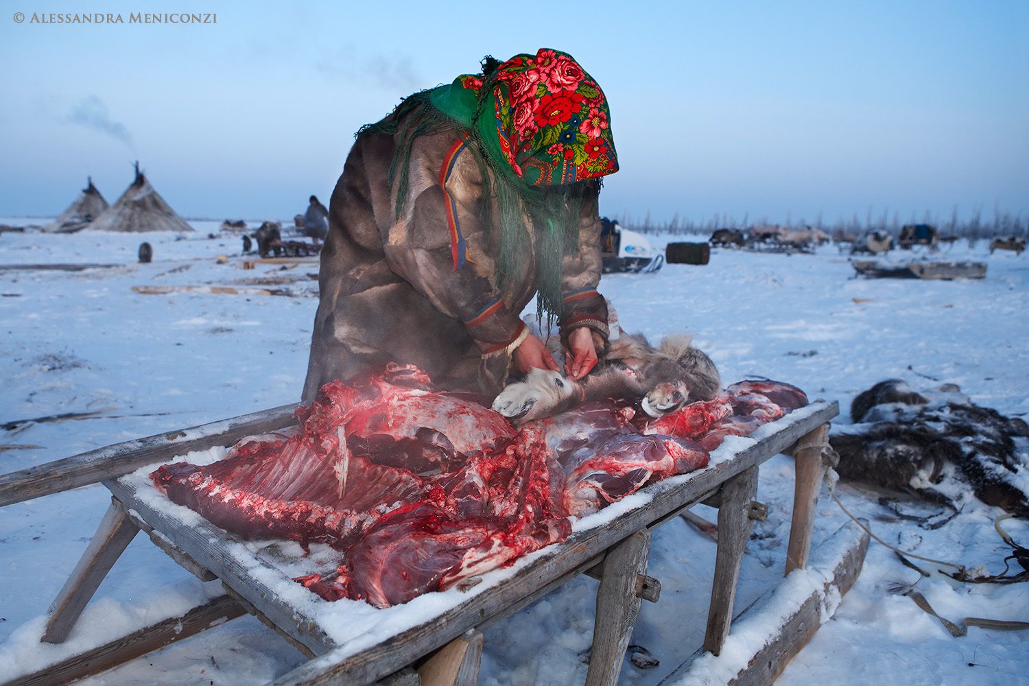 Yamal Peninsula, Siberia, Russian Federation. A Nenet woman with meat from a freshly-killed domestic reindeer.