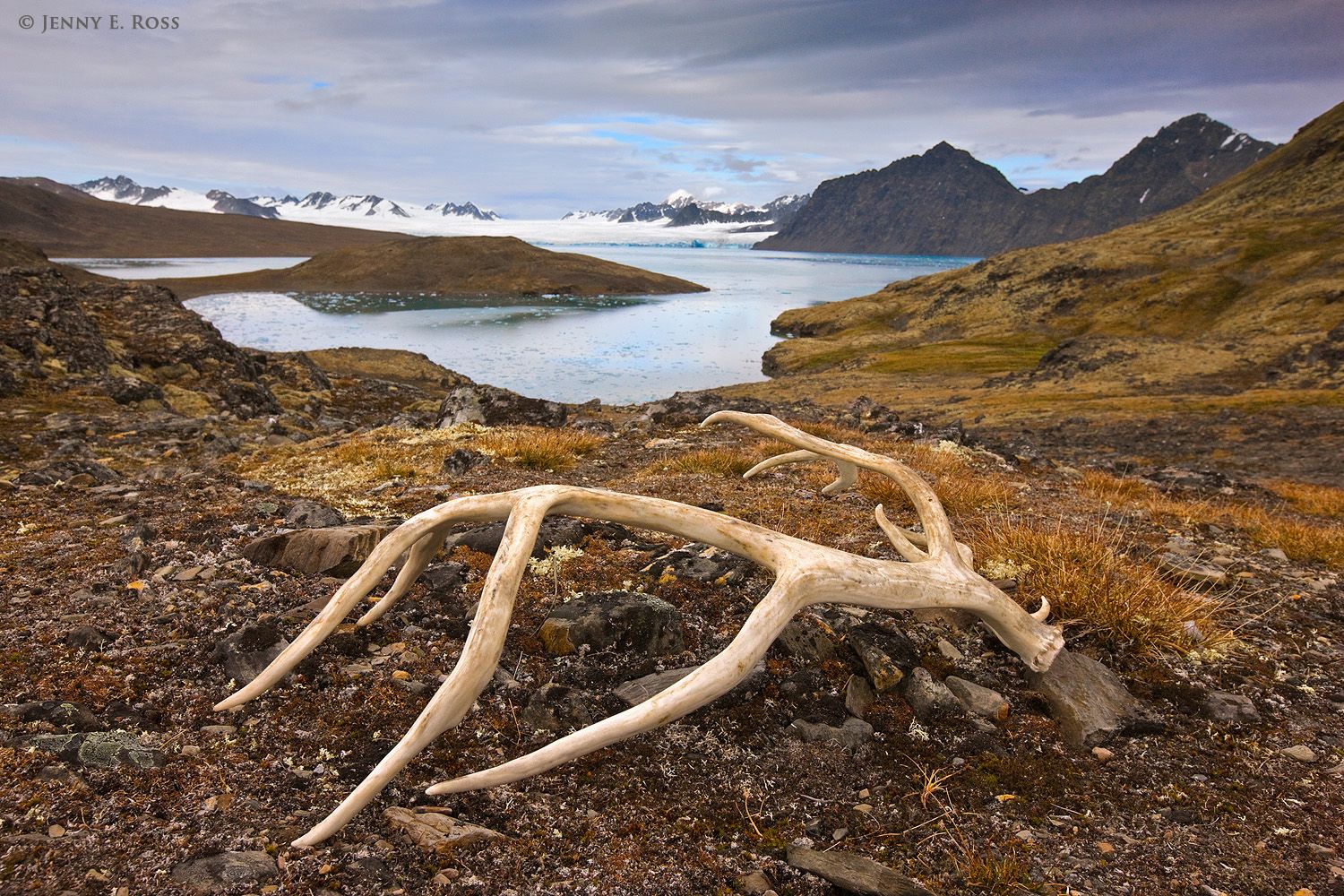 A Svalbard Reindeer antler (Rangifer tarandus platyrhynchus) on the tundra at Signehamna within Lilliehook Fjorden on the island of Spitsbergen in the Svalbard Archipelago, Norway.