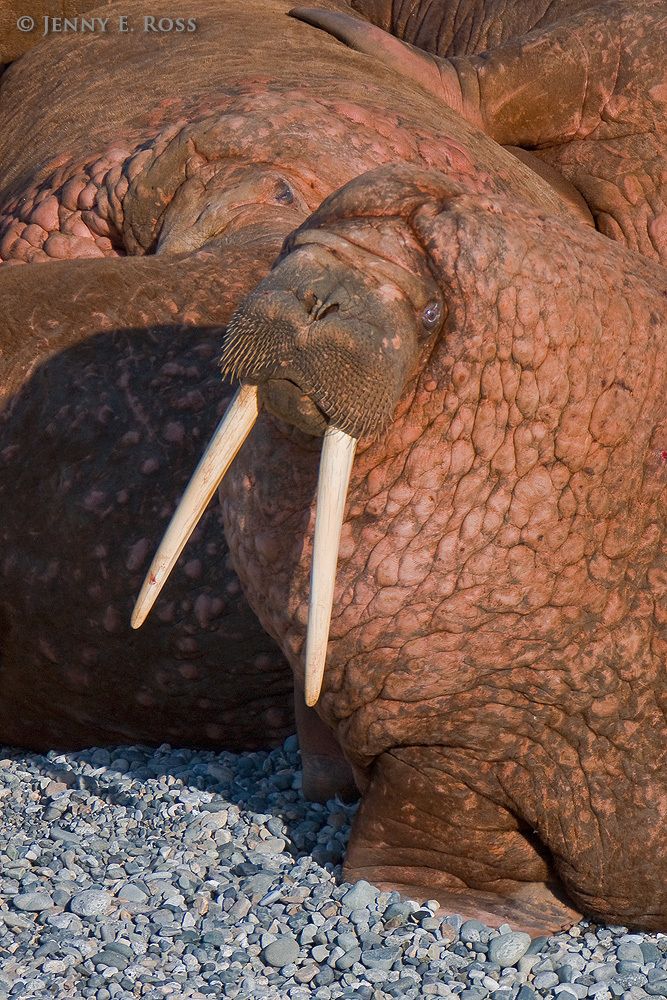 Pacific Walrus, Arakamchechen Island, Bering Sea, Russia.