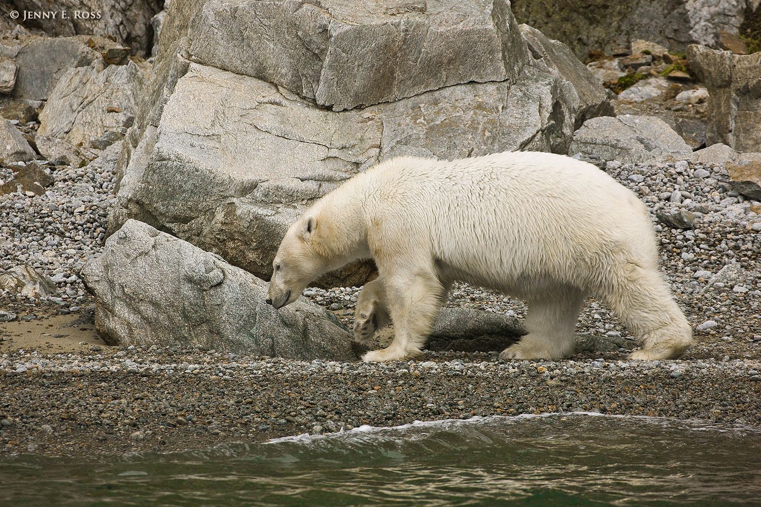 Polar bear on Herald Island, Chukchi Sea, Russia.