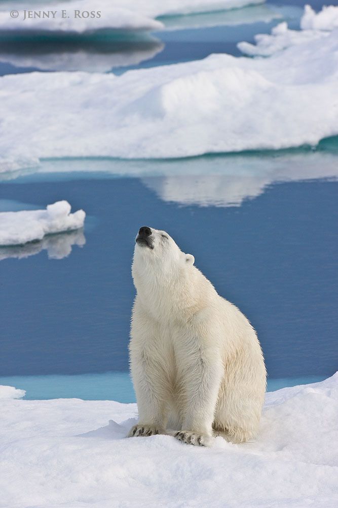 A subadult male polar bear (Ursus maritimus) pauses while traveling on the sea ice to scrutinize a scent he has detected in the air.