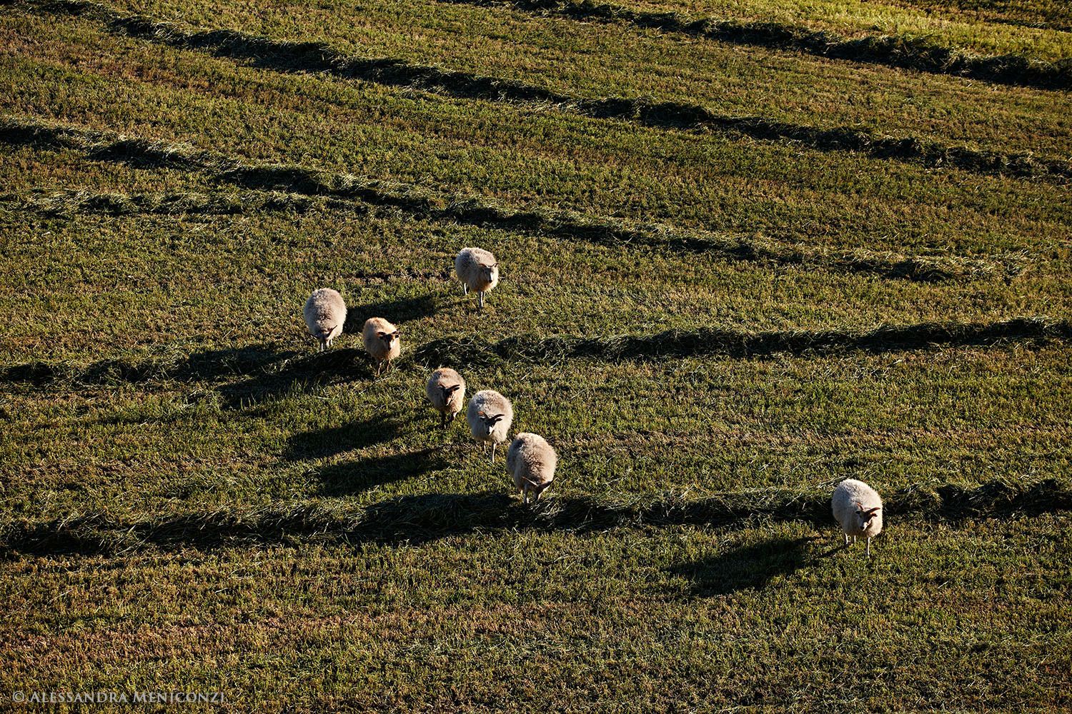 Greenland sheep grazing at Inneruulilak Farm in Tunulliarfik Fjord, South Greenland.