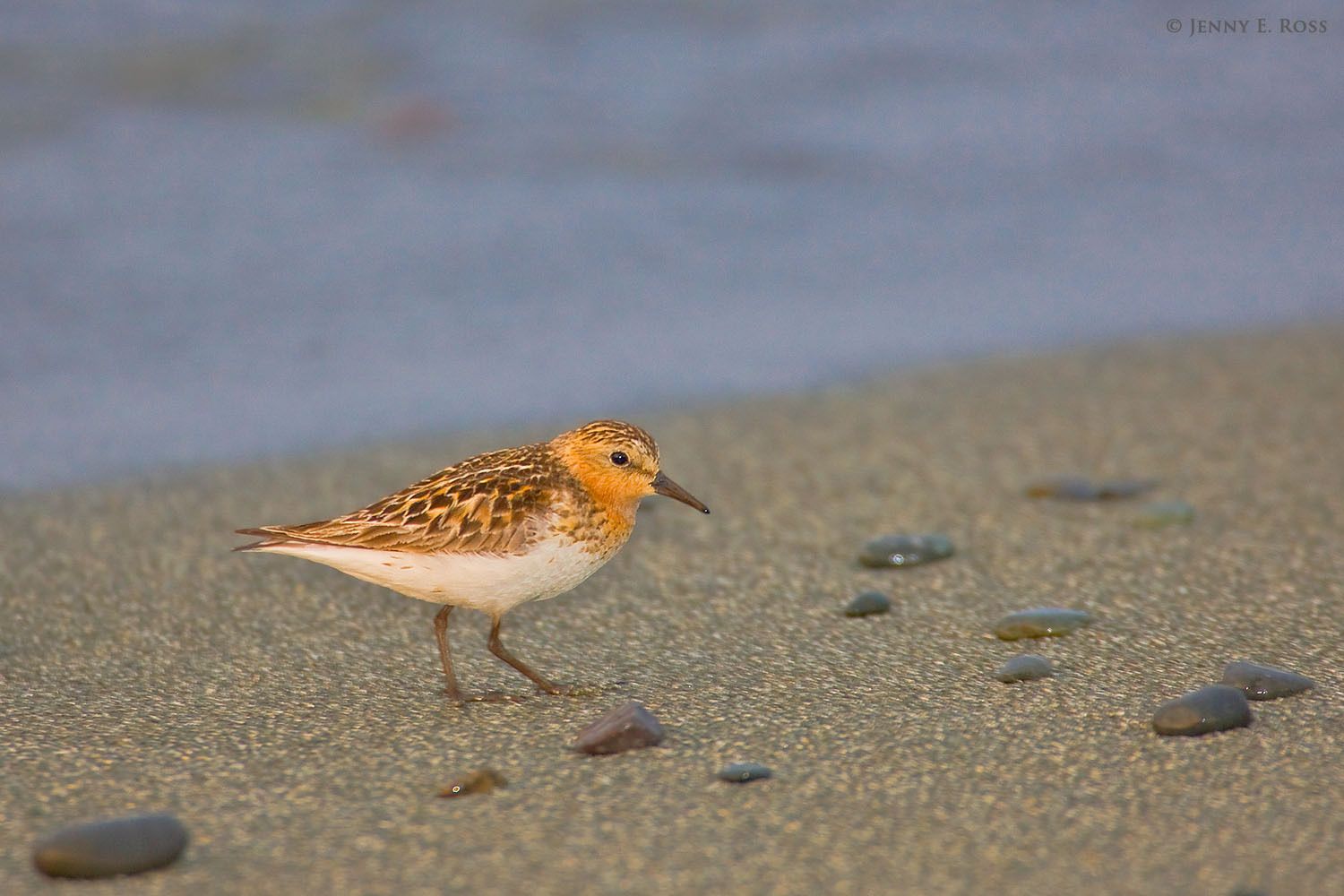A Rufous-necked Stint / Red-necked Stint (Calidris ruficollis) foraging on the shoreline of the Bering Sea in Russia.