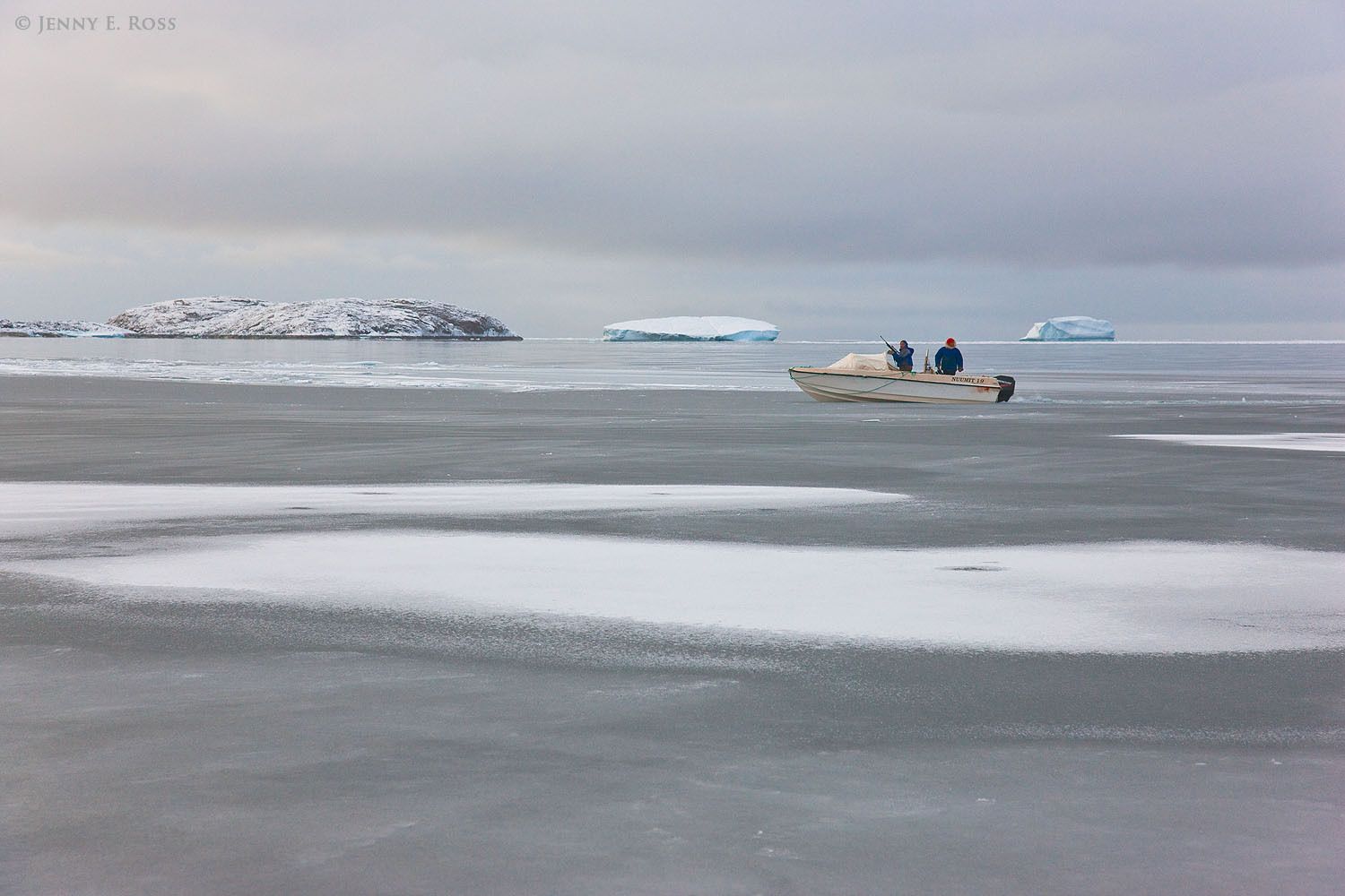 A subsistence hunt of Atlantic walrus (Odobenus rosmarus rosmarus) by inidgenous Inuit hunters in Northwest Greenland.
