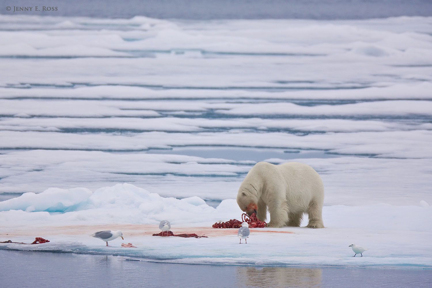 A large, mature adult male polar bear (Ursus maritimus) on melting summer sea ice, feeding on a seal kill. Glaucous gulls (Larus hyperboreus) and an ivory gull (Pagophila eburnea) are also eating bits of the carcass.
