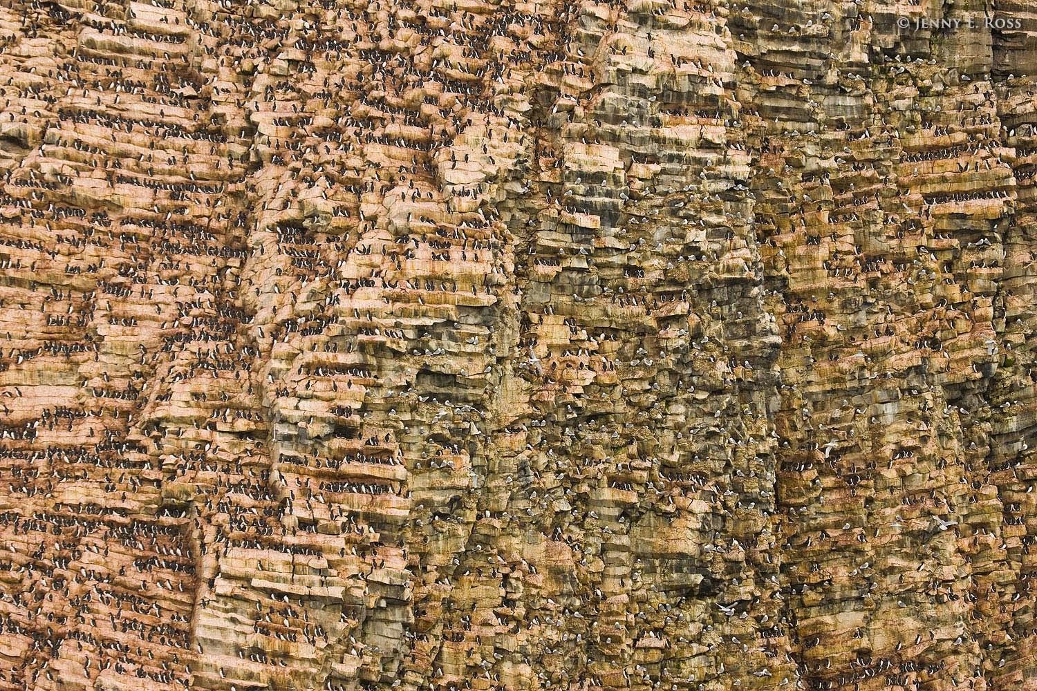 Rubini Rock seabird colony, Franz Josef  Land, Barents Sea (Arctic Ocean), Russia.