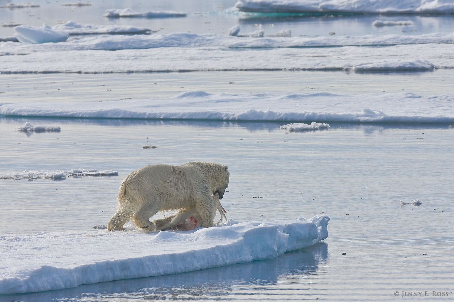 Polar bear infanticide and cannibalism on sea ice, Barents Sea, Svalbard Archipelgo, Norway.