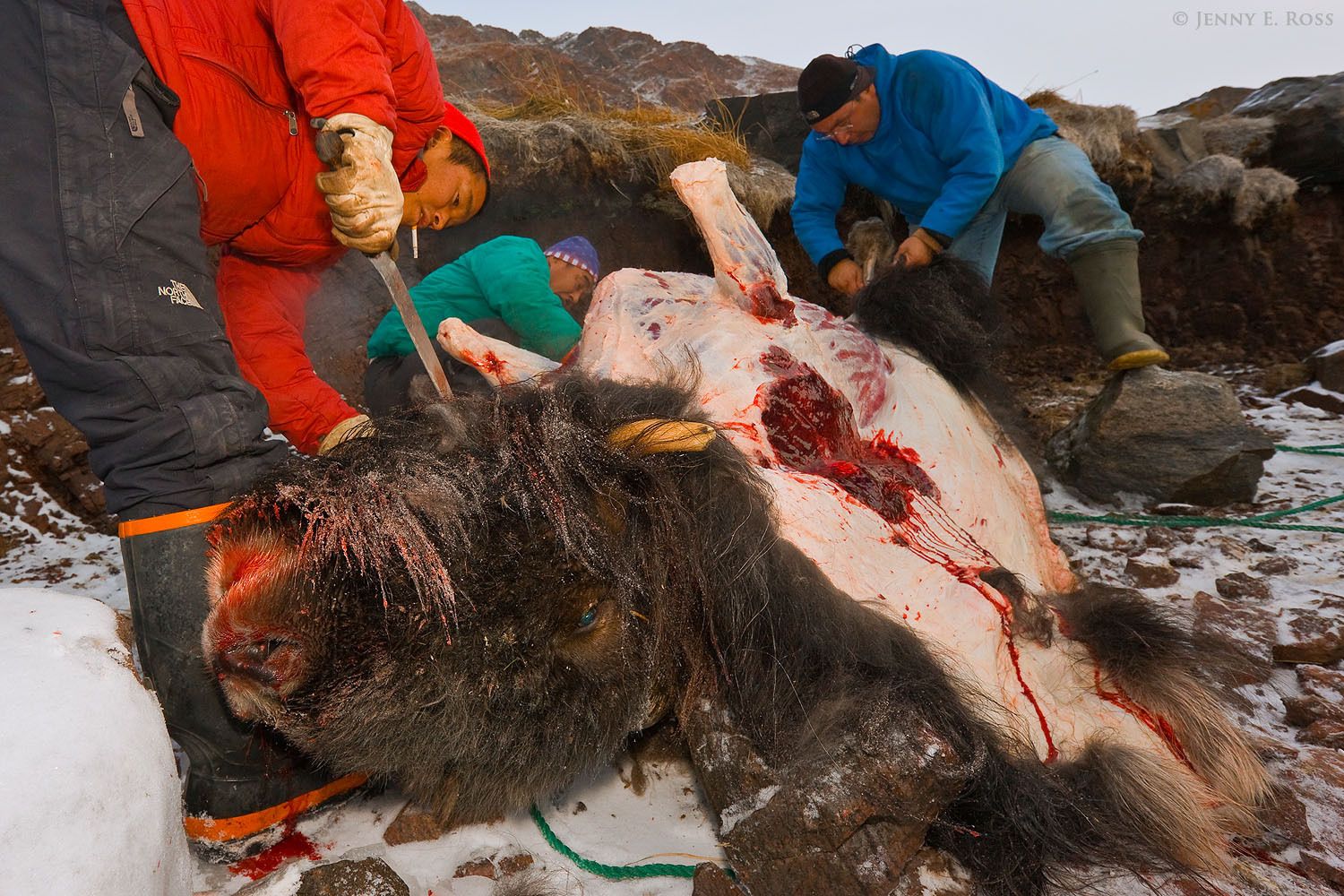 Inuit hunters butcher an adult male musk ox (Ovibos moschatus) they have killed for food, and remove the animal's pelt.