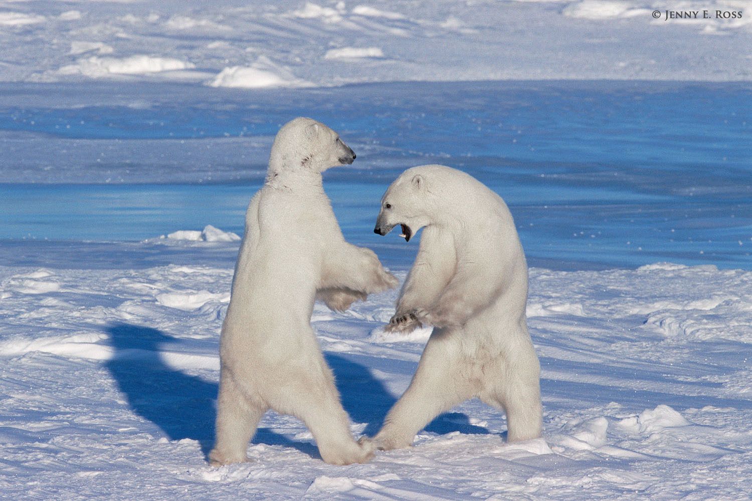 Adult male polar bears (Ursus maritimus) play-fighting on sea ice.