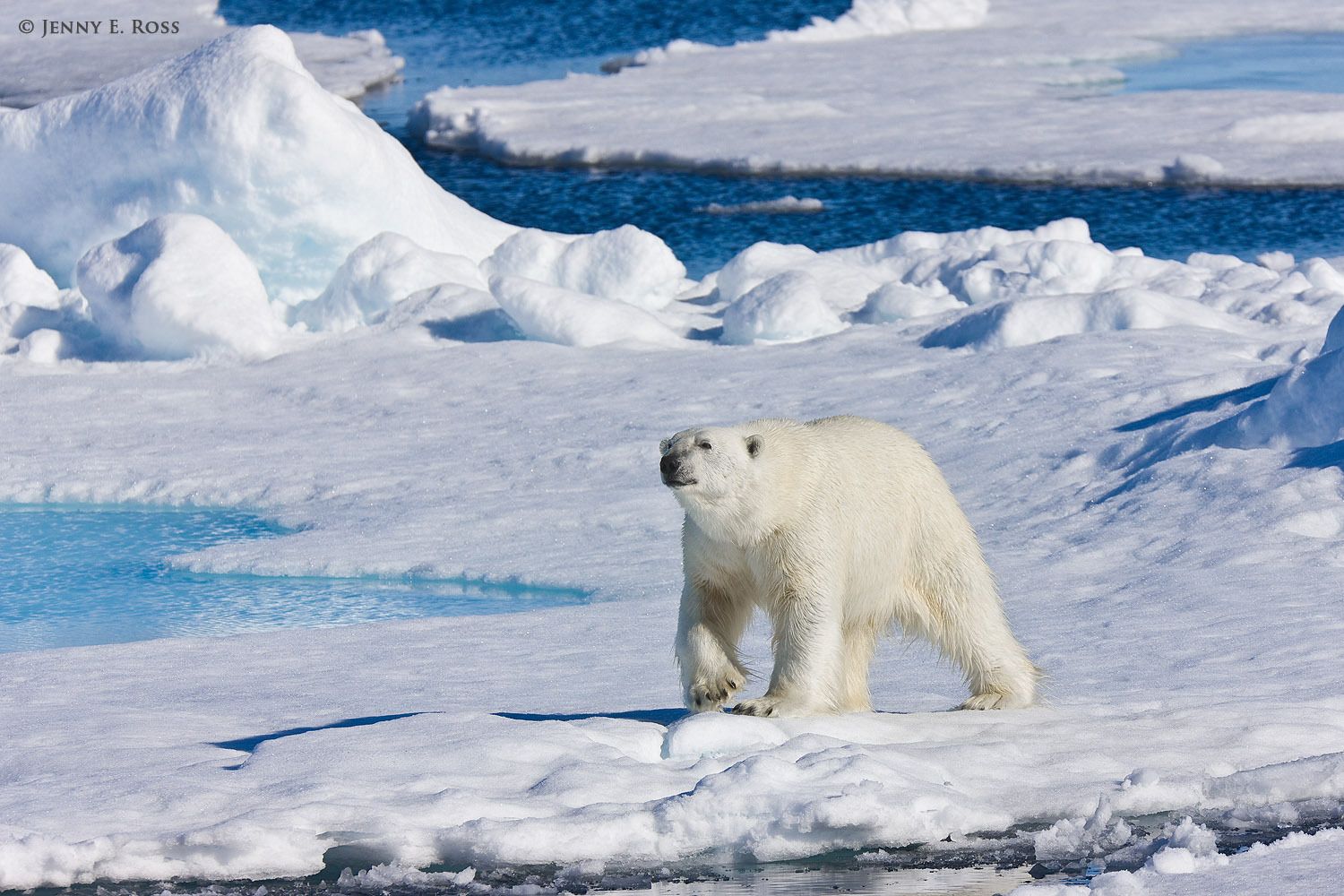 Арктика жизнь белого медведя. Арктические пустыни Эскимосы. Арктические пустыни белый медведь. Обитатели севера.