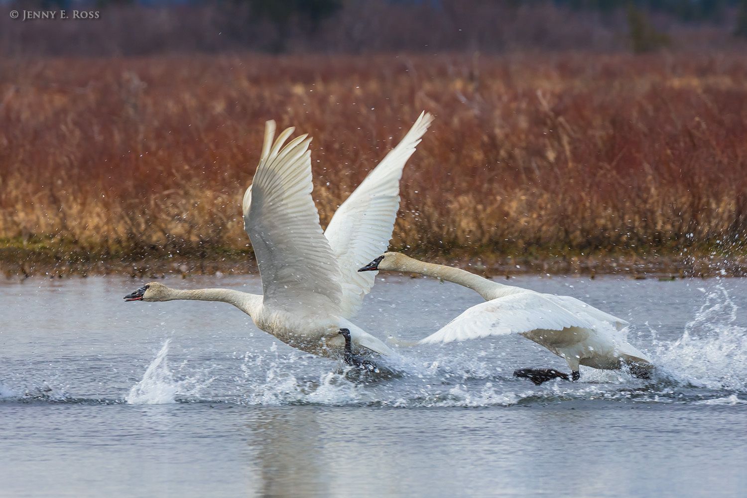 Arctic Birds - Life On Thin Ice