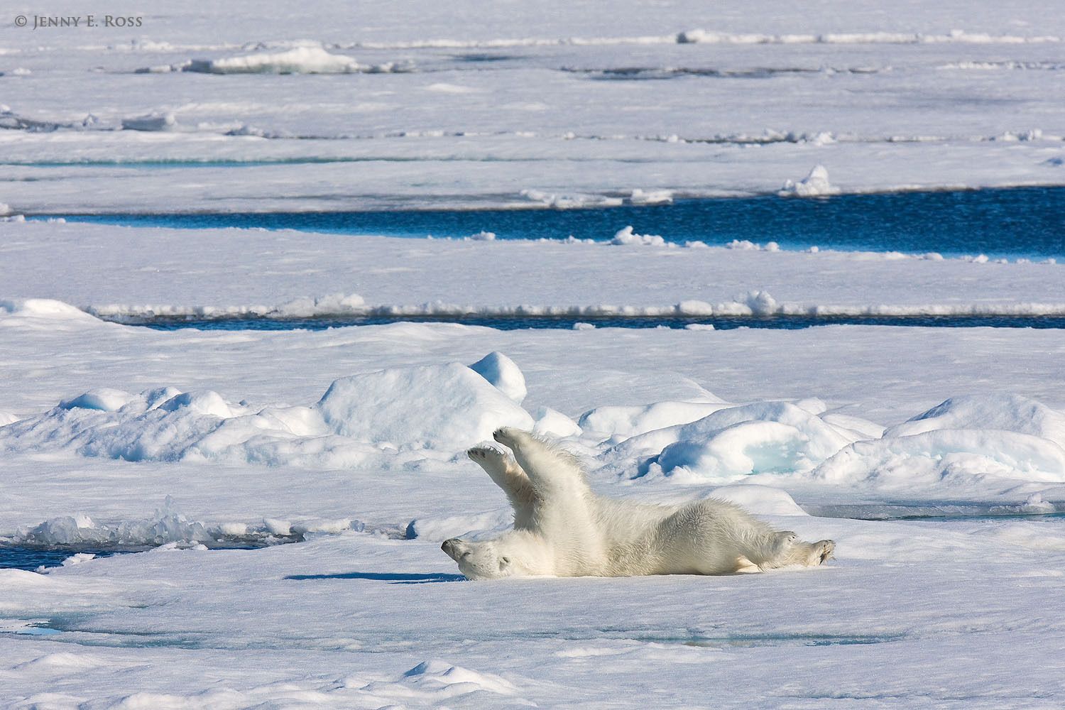 A subadult male polar bear (Ursus maritimus) vigorously rubs himself against the snowy sea ice to clean his fur.