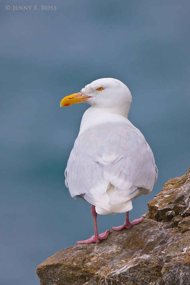 An adult glaucous gull (Larus hyperboreus) resting on a cliff at a seabird colony on Kolyuchin Island in the Chukchi Sea (Arctic Ocean), Russia.