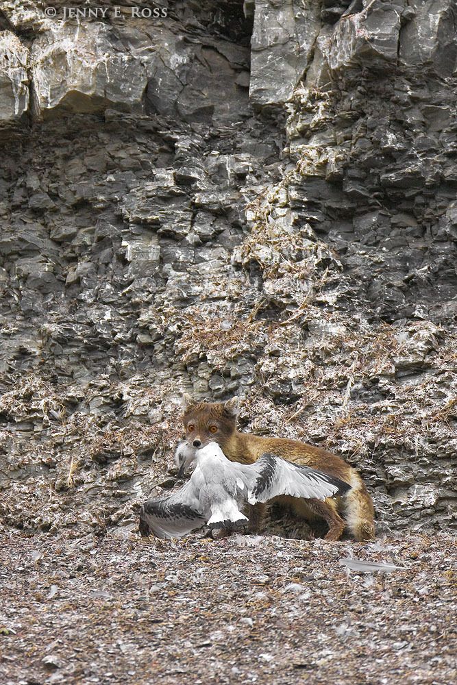 A young Arctic Fox (Alopex lagopus), in dark summer pelage, carrying a fledgling Black-legged Kittiwake (Rissa tridactyla) it has just killed at a seabird colony in Diskobukta on Edgeoya in the Svalbard Archipelago, Norway.