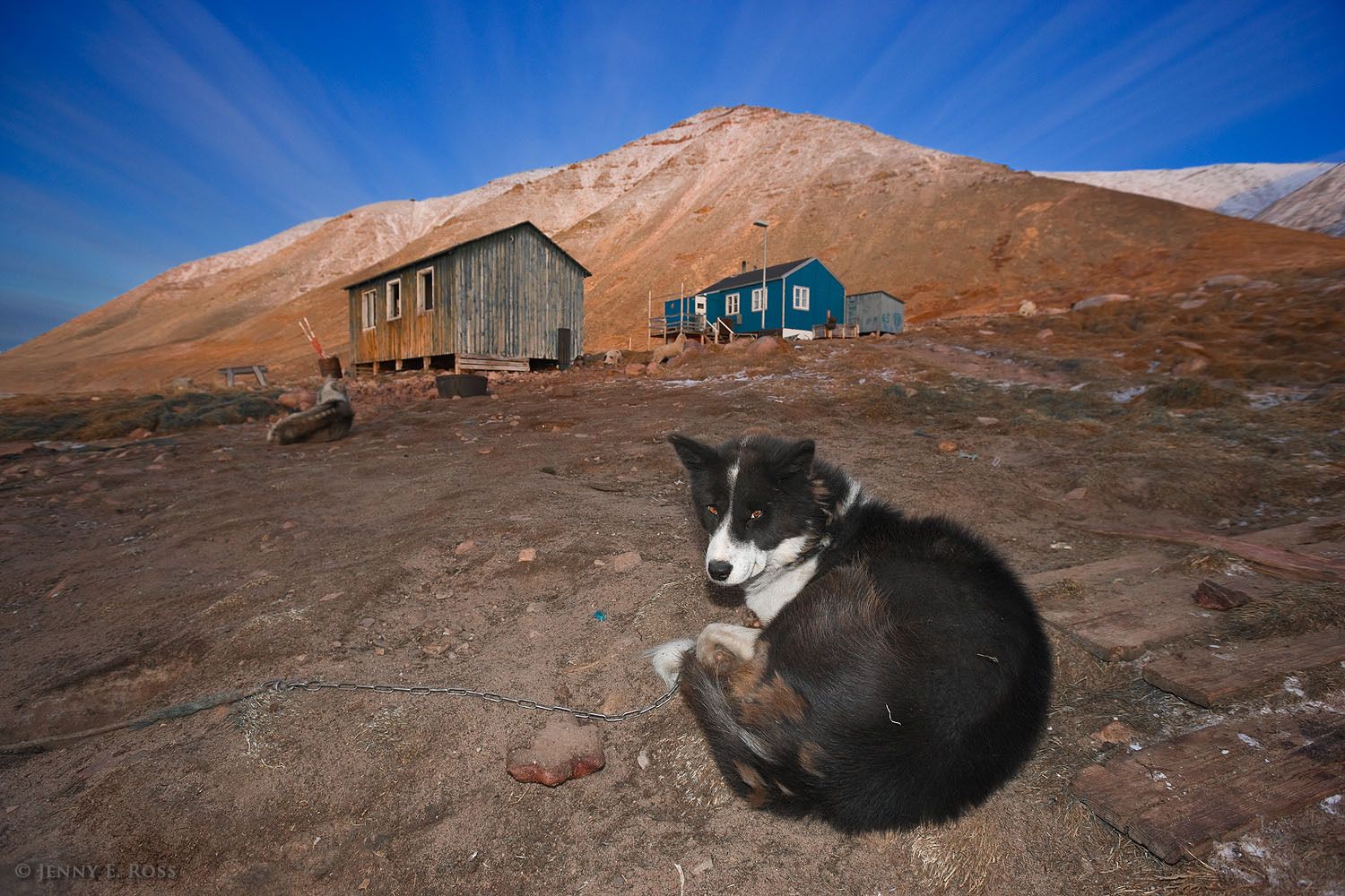 No snow or sea ice, and a Greenland sled dog with no work to do in Siorapaluk, Northwest Greenland.