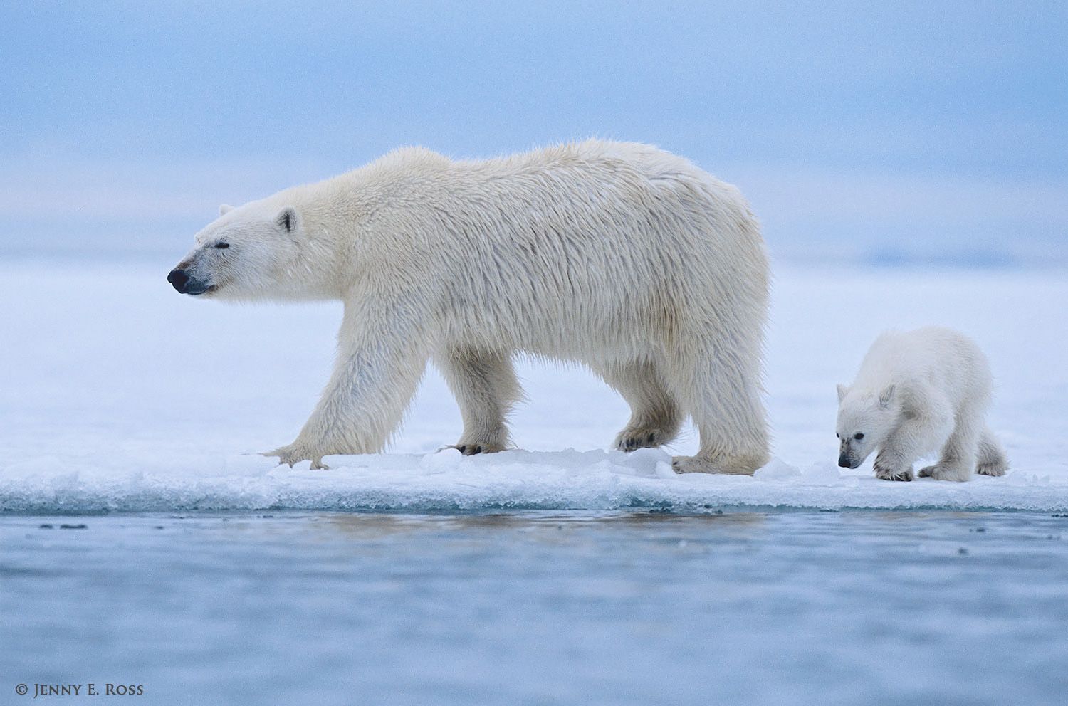 A young polar bear cub, about six months old, follows its mother as she walks along the edge of shore-fast ice in Nordaustlandet in the Svalbard Archipelago.