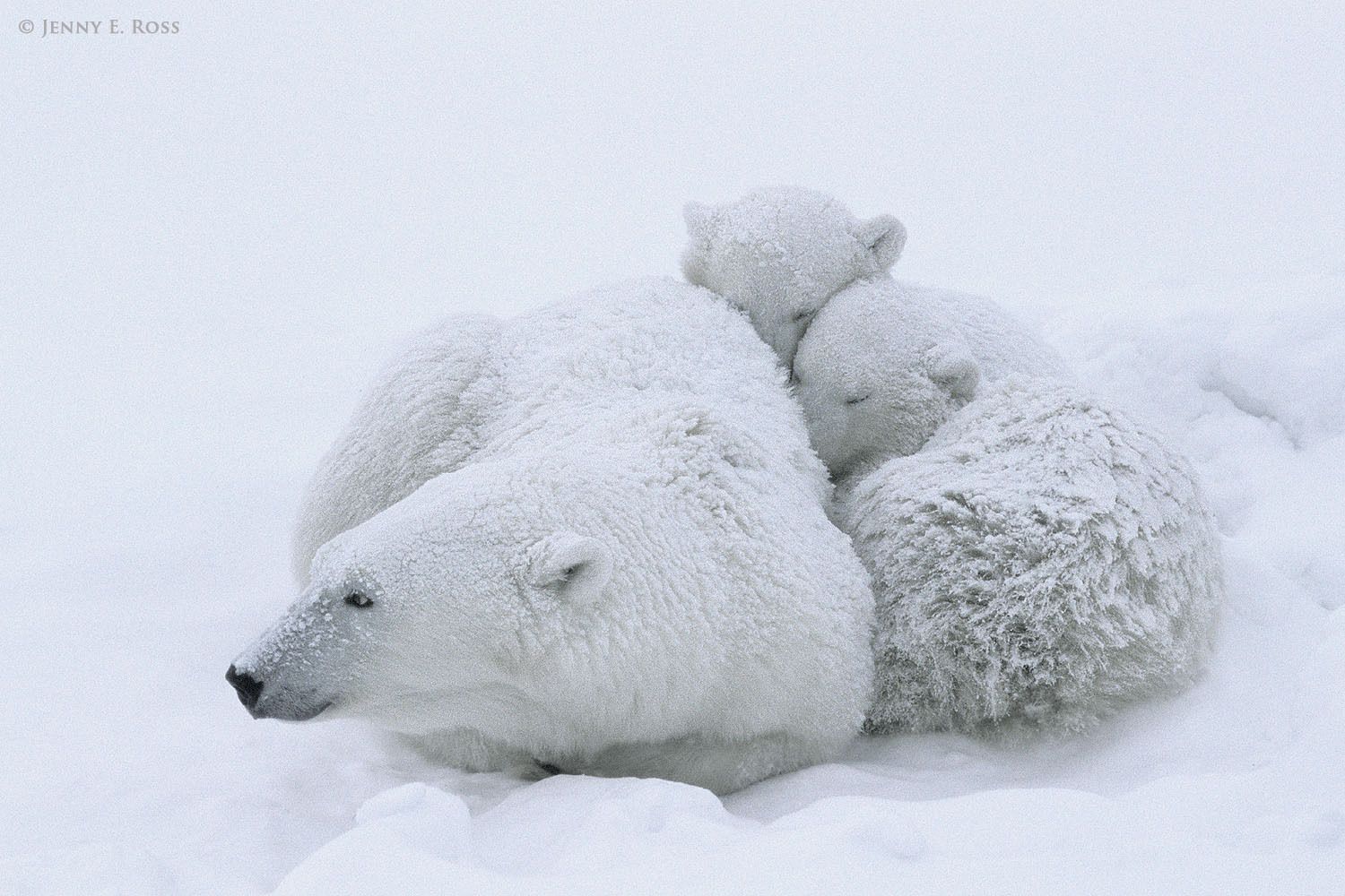 Polar bear mother sheltering her twin cubs during a snowstorm.