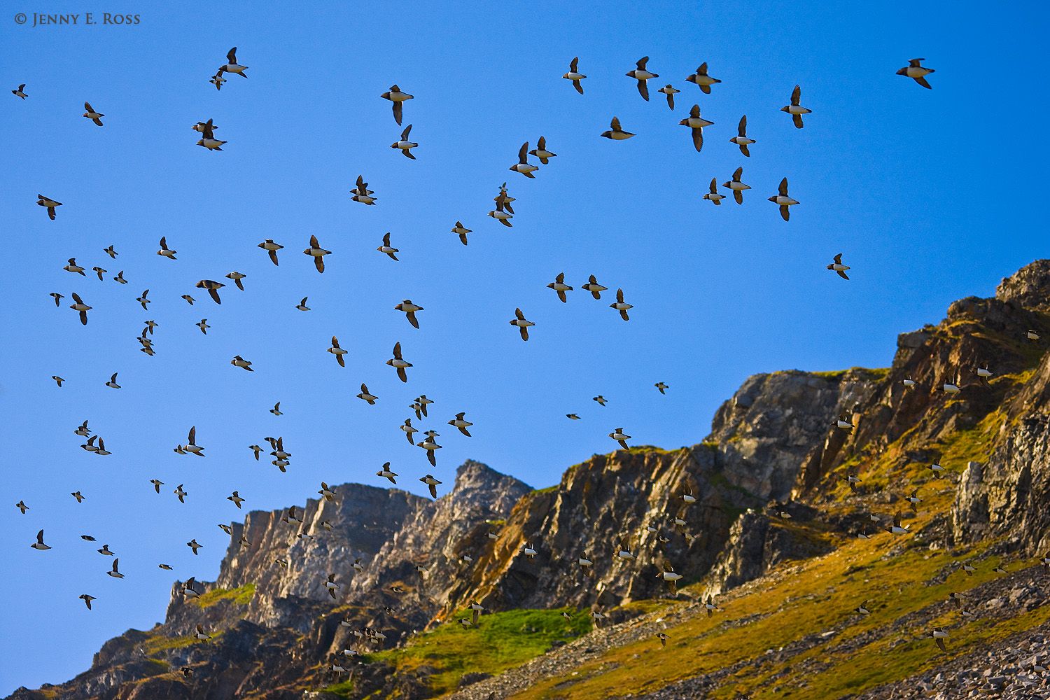Little Auks (Alle alle) fly to and from their nesting colony on the scree slopes at Ingeborgfjellet in Vårsolbukta, within Bellsund on the island of Spitsbergen.