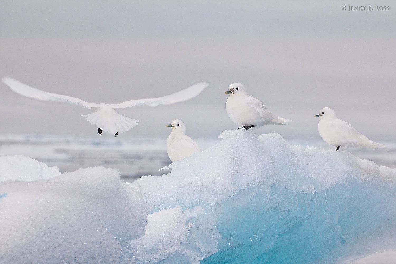 Arctic Birds Life On Thin Ice