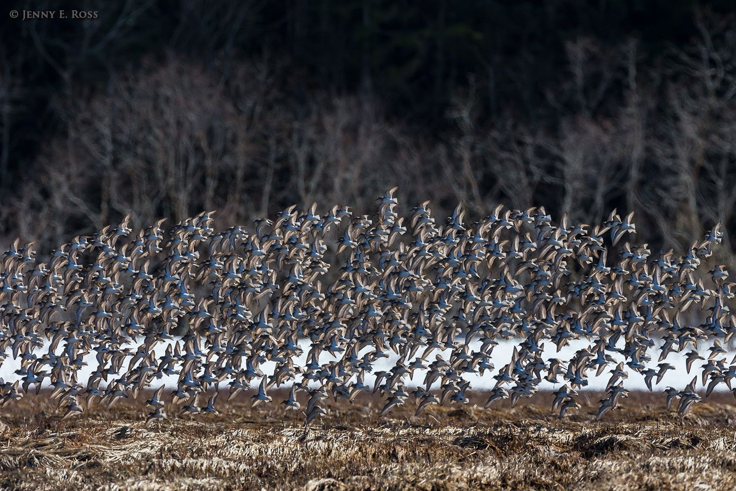 A flock of Western Sandpipers (Calidris mauri) takes flight after feeding in a wetland at Hartney Bay in the Copper River Delta during spring migration..