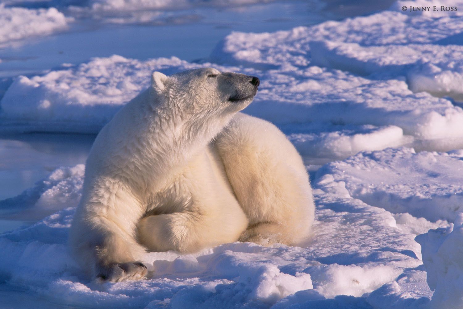 Adult male polar bear (Ursus maritimus) resting on sea ice just before sunset.