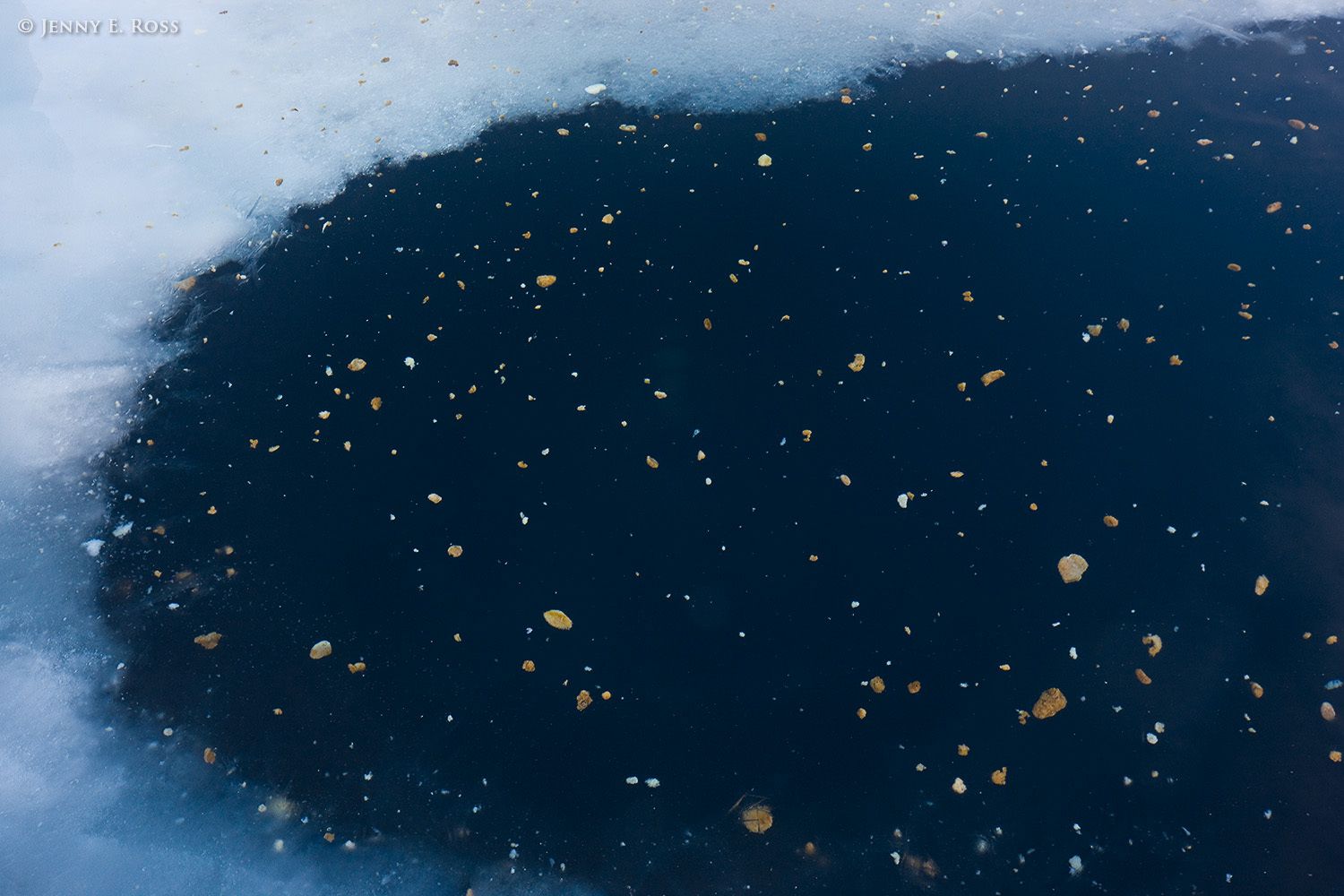 Lumpy aggregations of ice algae and plankton, floating in the Arctic Ocean