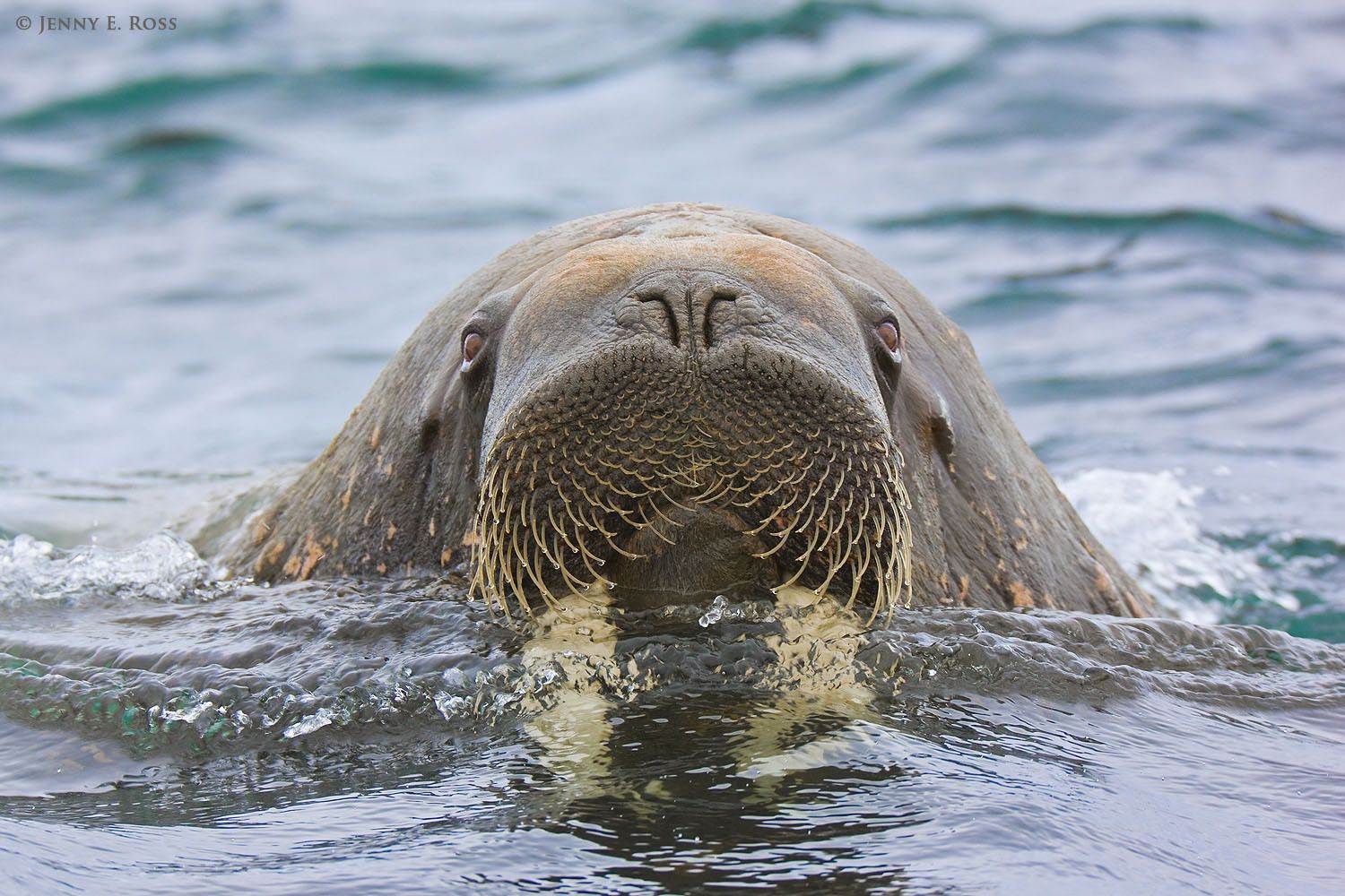 Arctic Mammals - Life On Thin Ice