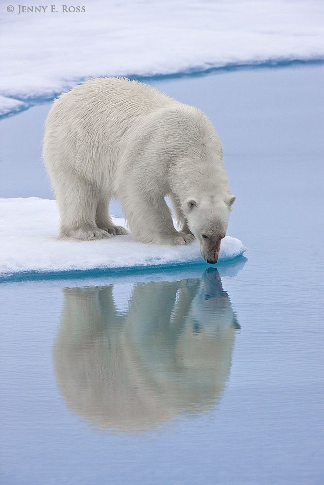 An adult male polar bear "still-hunting" on sea ice in the Arctic Ocean north of Svalbard near 81-degrees North.
