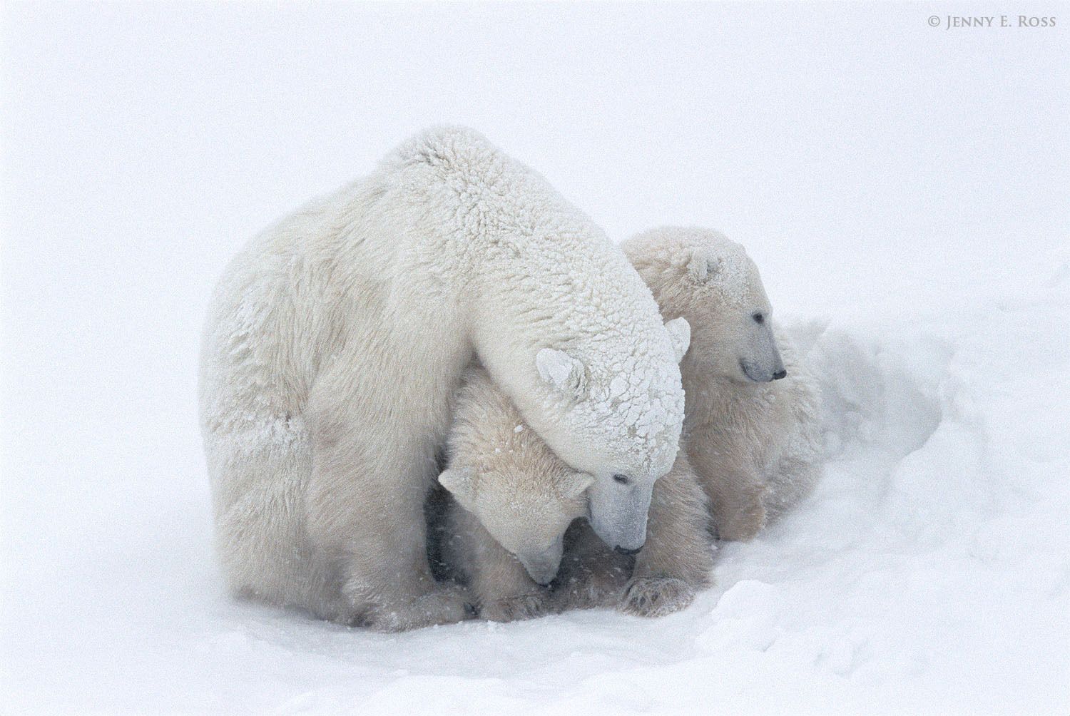 Polar bear mother sheltering her twin cubs during a snowstorm.