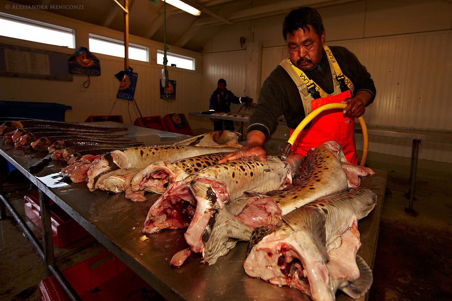 Spotted wolffish and other freshly-caught fish being cleaned and prepared for sale at a fish market in Qaqortoq Village, South Greenland.