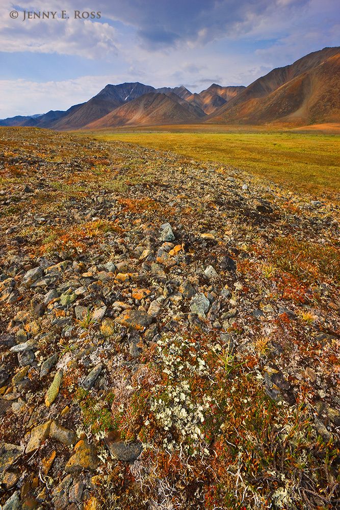 Arctic Tundra, Chukotka, Siberia, Russia.