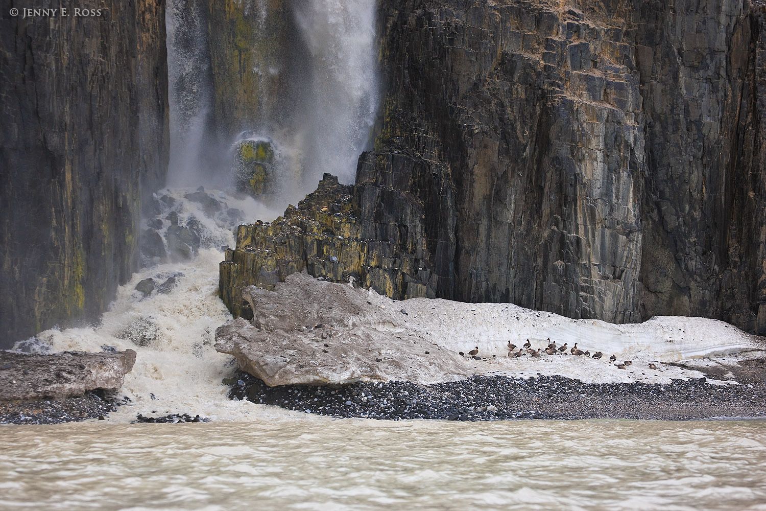 Pink-footed geese (Anser brachyrhynchus) rest on melting ice at the base of a towering cliff, next to an immense waterfall fed by glacial meltwater. Alkefjellet, Hinlopenstretet (Hinlopen Strait), Svalbard Archipelago, Norway.