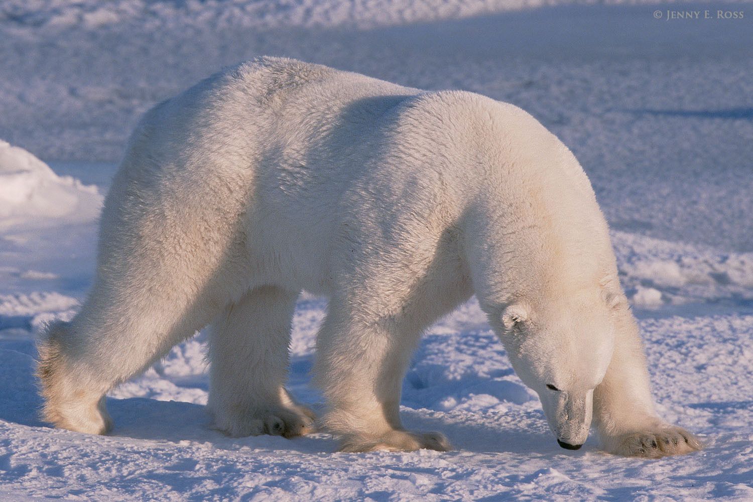 An adult male polar bear (Ursus maritimus) follows a scent on the sea ice.